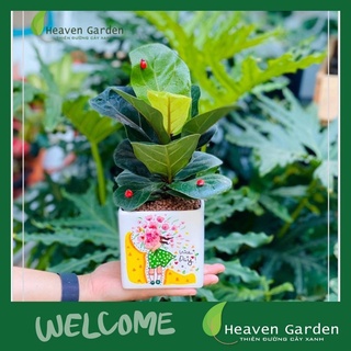 CÂY BÀNG SING KÈM CHẬU VẼ TIỂU CẢNH(CÂY ĐỂ BÀN)