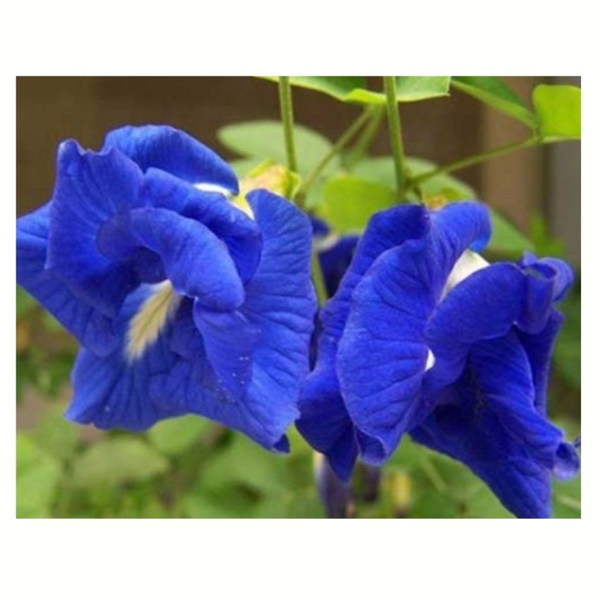 Hạt giống hoa đậu biếc leo cánh kép và cánh đơn nảy mầm cực nhanh gói 2gr RADO 861