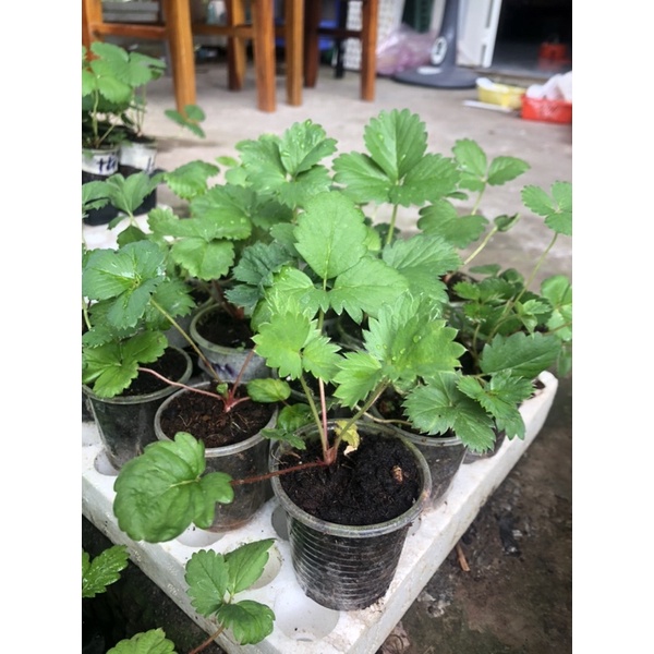 5 cây Mô ly dâu tây 1-1,5 tháng có 9-10 giống dâu, inb shop để biết chi tiết tên giống