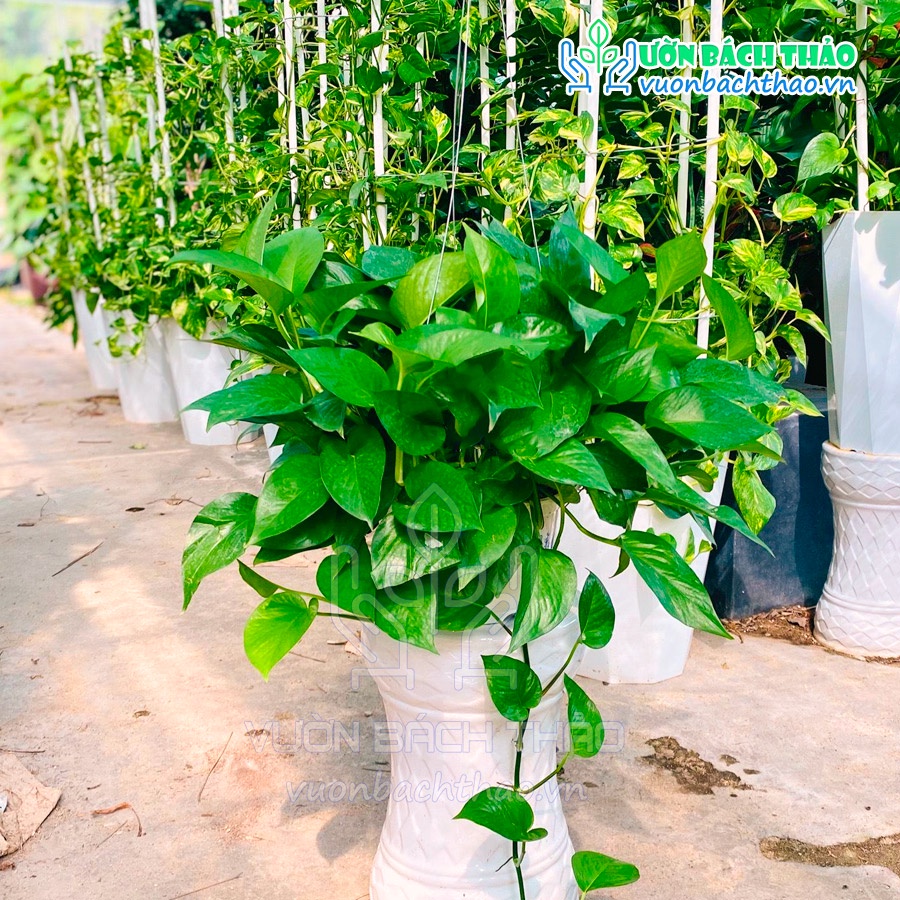 Cây trầu bà xanh thái