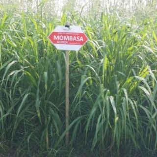 Hạt giống cỏ chăn nuôi trâu bò dê cừu cá năng suất Mombasa 100g