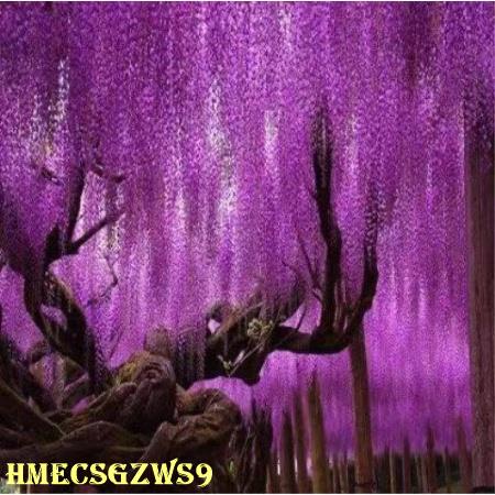 hạt giống hoa tử đằng dây leo hạt giống ban công sân vườn bốn mùa ra hoa chịu lạnh 10h