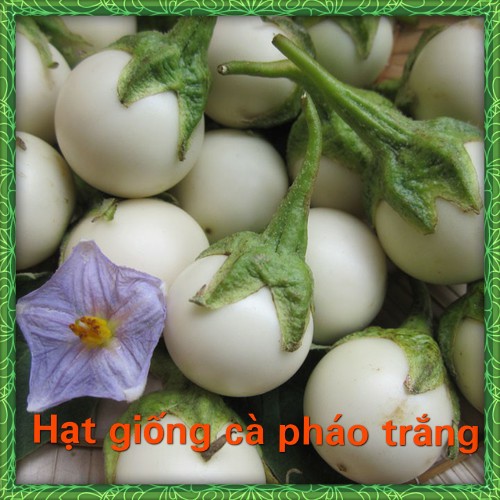 Hạt Giống Cà Pháo Trắng