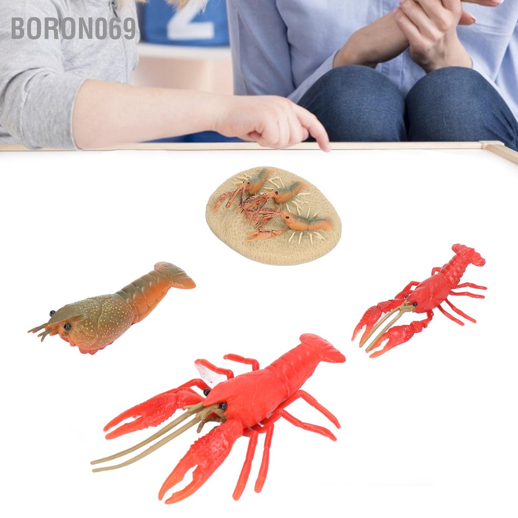 Mô phỏng Chu kỳ sinh trưởng của Tôm hùm hình Sinh động Crayfish Vòng đời Bức tượng nhỏ cho trẻ em Giáo dục Đồ chơi Trang trí nội thất Boron069
