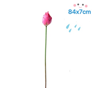 Hoa sen cao cấp giống thật