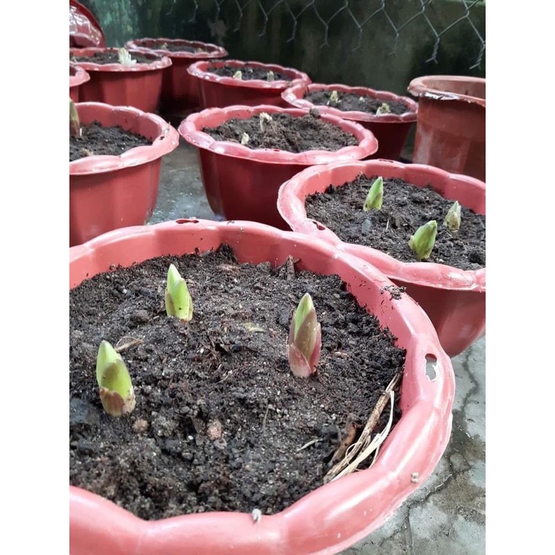 CỦ HOA LY CAO  THƠM  HÀ LAN