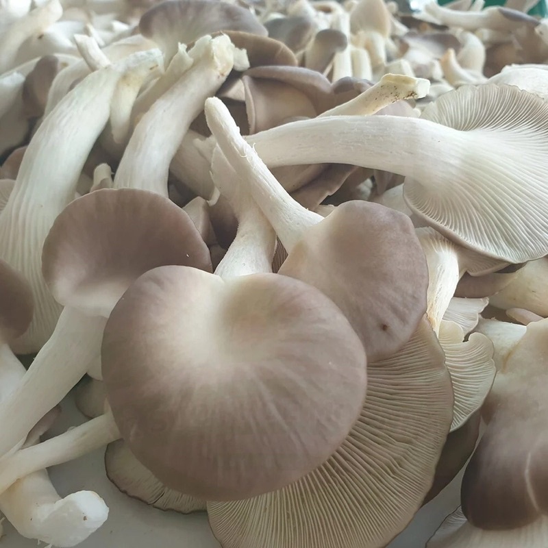nấm bào ngư xám 200gr