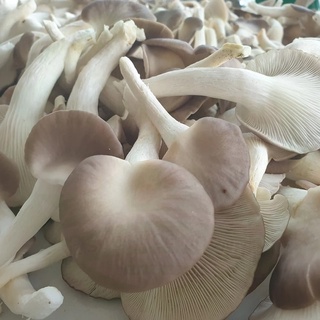 Nấm bào ngư xám 200gr