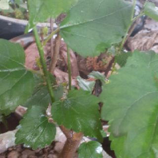 Cây dâu tằm bầu đất( đang trái)