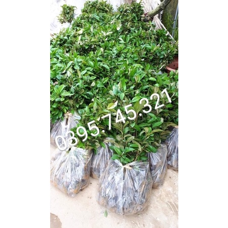 2 cây vú sữa giống gieo hạt Ngagarden