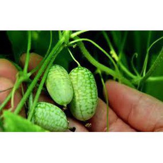 Hạt Giống Dưa Hấu Mini ( 5 hạt )