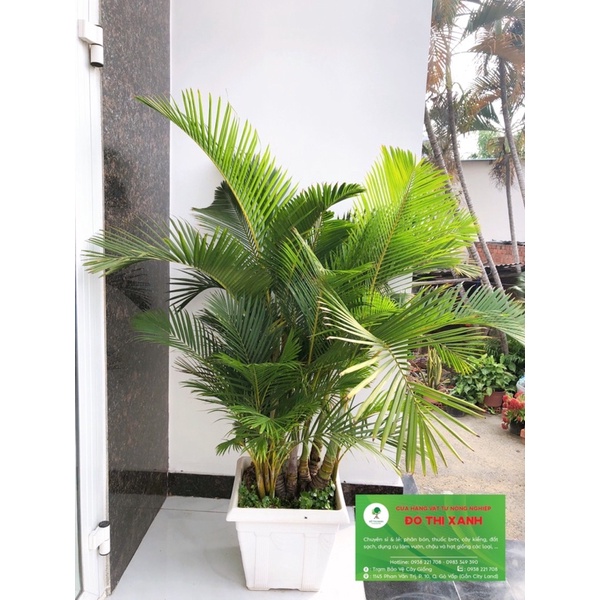 Cây Cau Nhật Vàng chậu to như hình