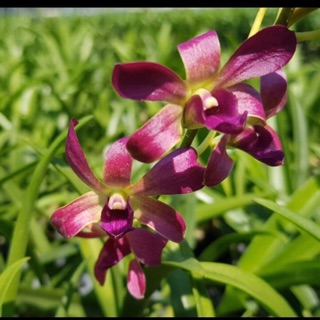 Hoa lan Uthai đỏ cây giống cao 7-12cm