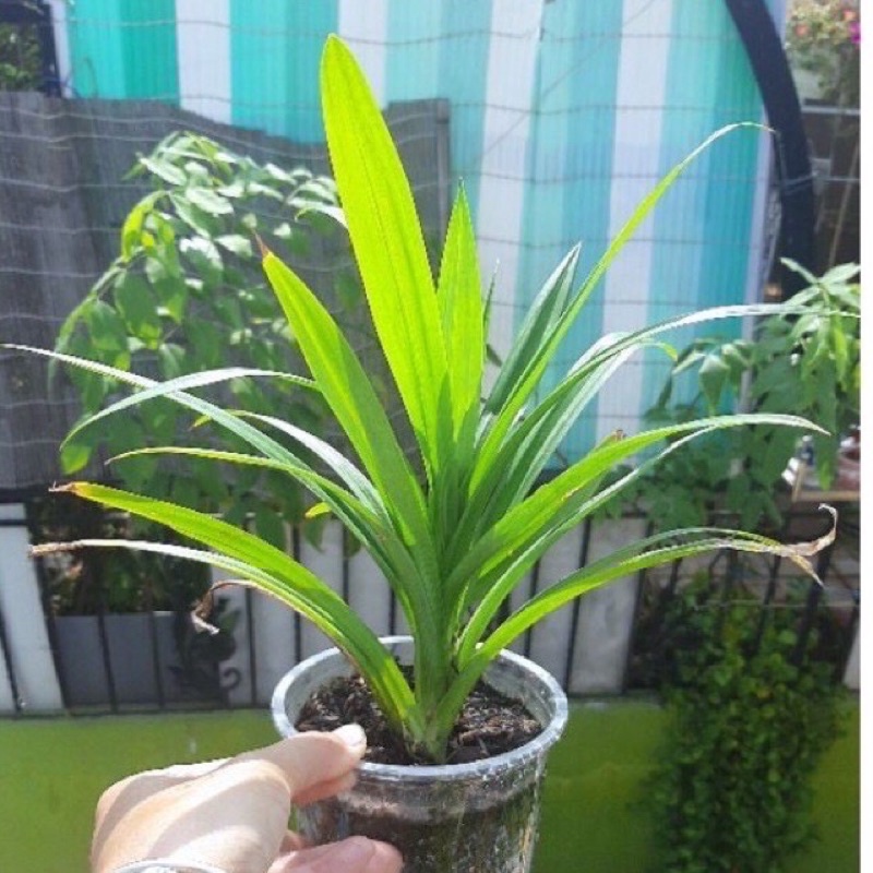 Lá dứa hay lá nếp thơm