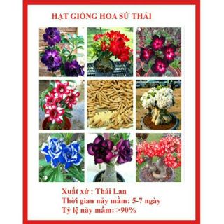 Hạt giống sứ thái kép (nhiều màu,nhiều mẫu)