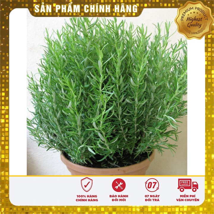 Hạt giống cây hương thảo hương thảo - cây đuổi muỗi