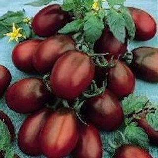 Mua Hạt giống cà chua đen socola quả to