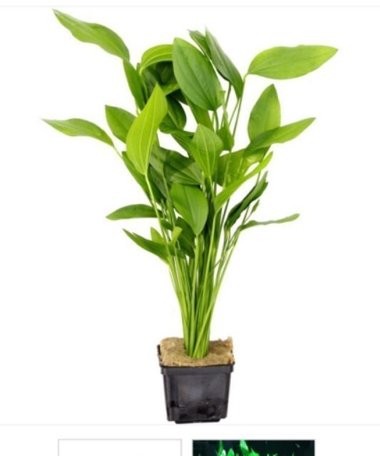 35 cây lan nước thủy sinh - Không Cần C02 lan muỗng, lưỡii mác