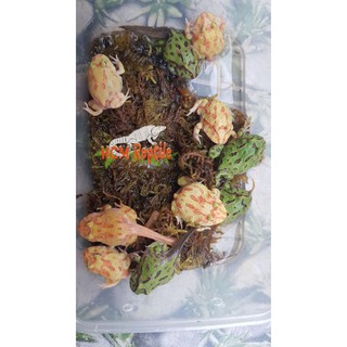 Dớn, rêu lót chuồng ếch, rắn (100gram)