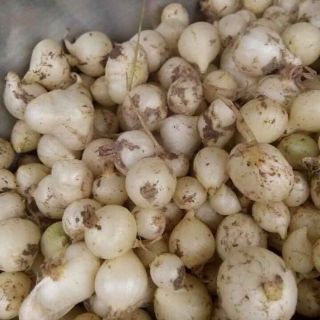 Hành tăm(hành chăm, củ nén) 1000g vụ mới 2024