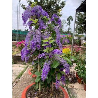 Cây hoa leo mai xanh thái lan sau 6 tháng cho hoa (cây gửi đi ảnh cuối)