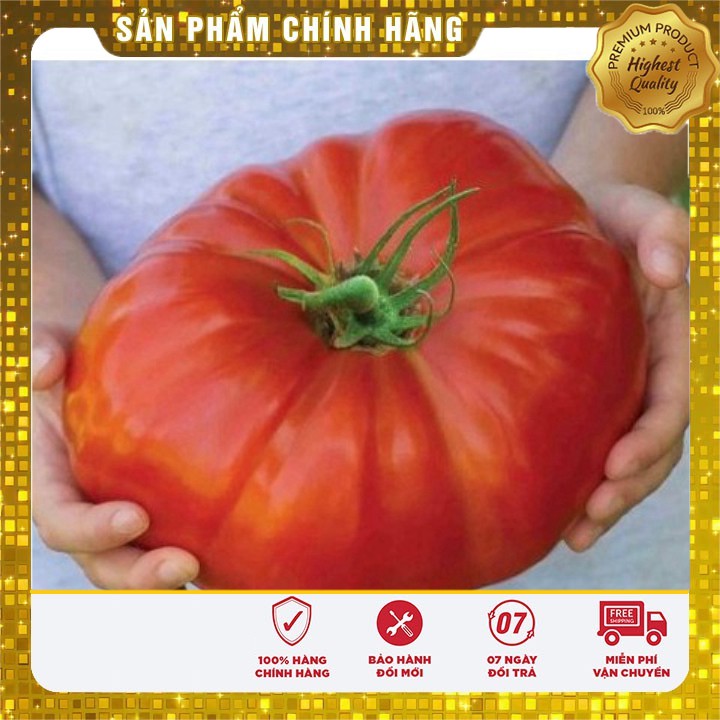 Hạt giống cà chua khổng lồ 1kg/ quả