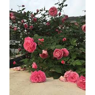 Combo 3 hoa hồng cổ Sapa - tặng phân bón kích rễ