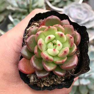 Sen đá Ruby Đỏ Mini Đạt Lạt |Lỗi 1 đổi 1| (Size vỉ)