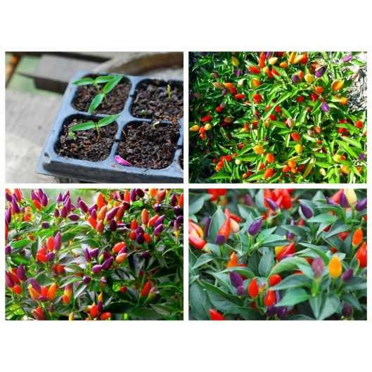 HẠT GIỐNG ỚT CẢNH NGŨ SẮC