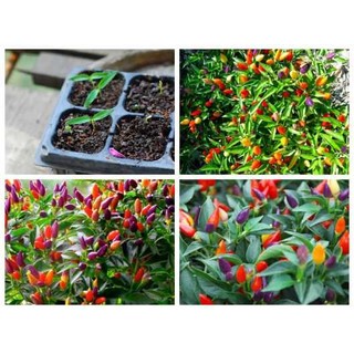 HẠT GIỐNG ỚT CẢNH NGŨ SẮC
