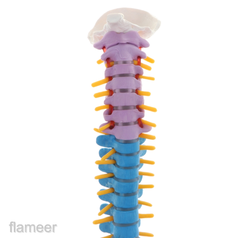 Mô Hình Giải Phẫu Cột Sống Và Xương Chậu Của Con Người Tỉ Lệ 1:1 Dùng Trong Giảng Dạy