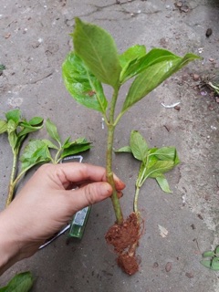 Cẩm tú cầu cây giống