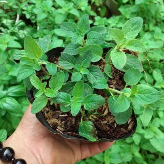 Chậu kinh giới oregano nhỏ