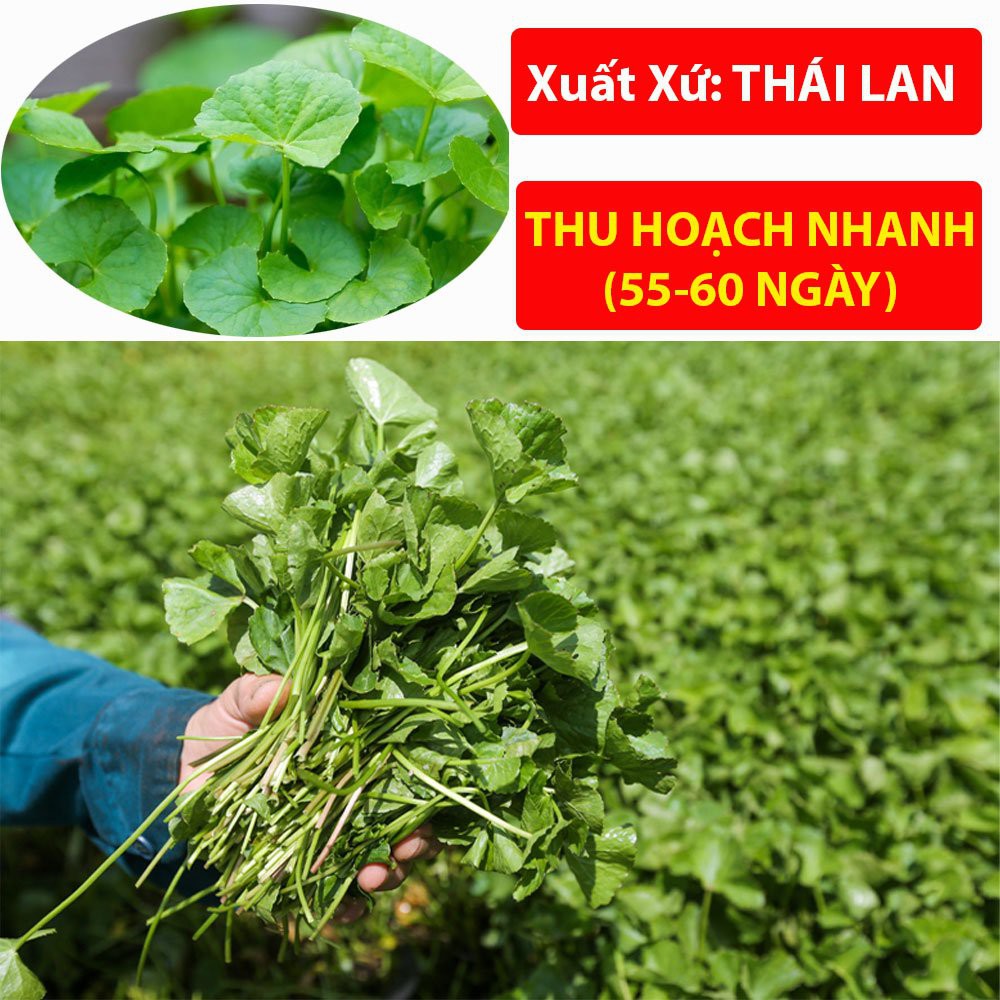 Hạt Giống Rau Má 1Gr Chất Lượng Cao