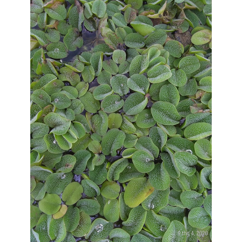 Bèo tai chuột - Cây thủy sinh