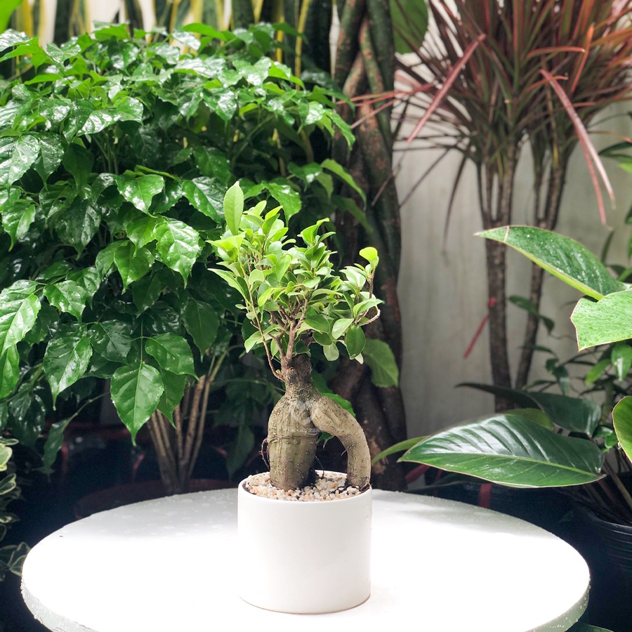 Cây Bonsai Si Nhật để bàn kèm chậu men sứ