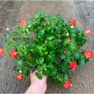 Cây hoa ngọc thảo kép xoắn cao 20cm, cây hoa cảnh nở rộ dịp tết, trồng sân vườn, ban công và tiểu cảnh