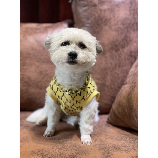 Áo 3 lổ NY cho chó mèo