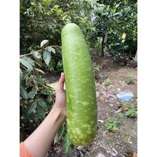 10 hạt giống bầu sao