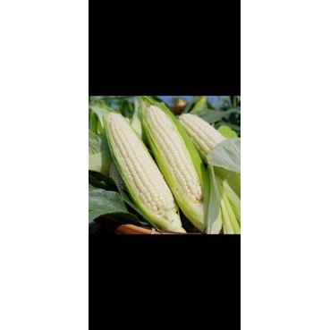 NGÔ NẾP DẺO THƠM NGỌT