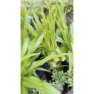 Cây Đại Tướng Quân Cao 1m (chỉ giao hoả tốc)