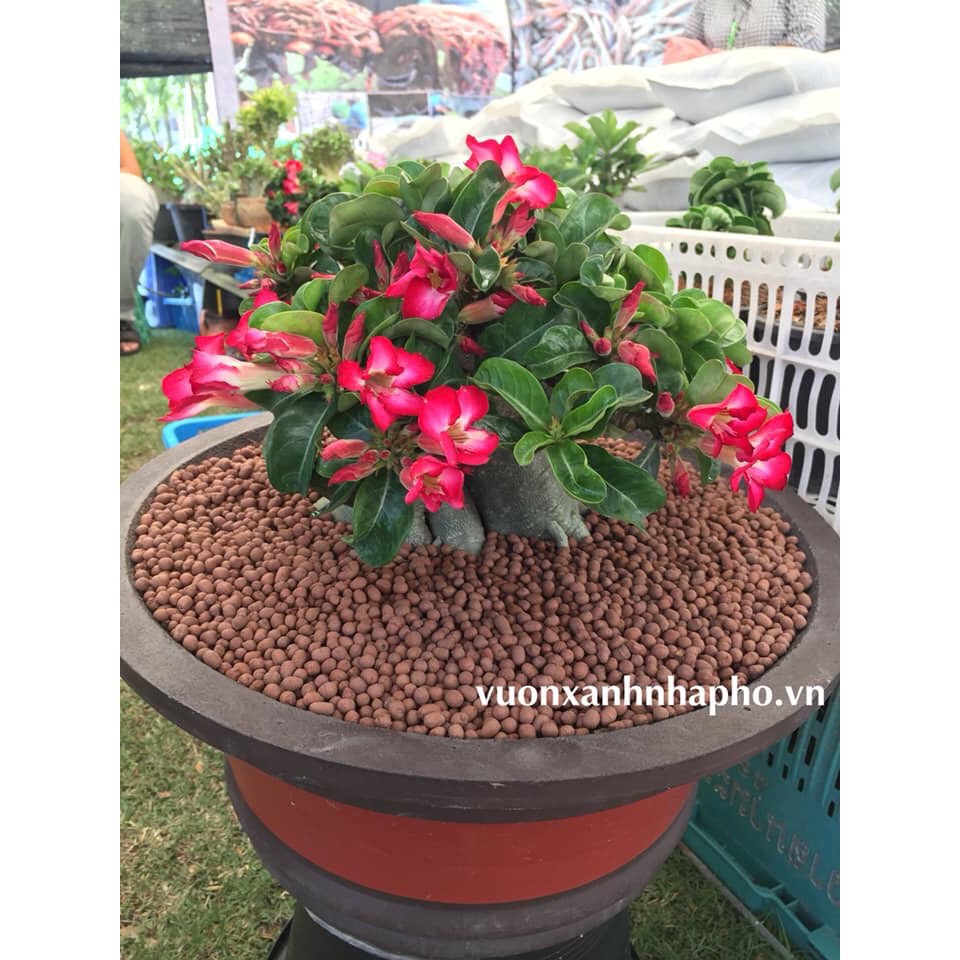 Túi 1 lít - đất sét nung Thailand giá thể siêu nhe hoàn toàn thiên nhiên đạt chuẩn châu âu