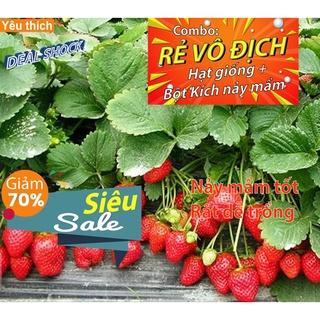 Gói 50 Hạt giống Dâu Tây Quả To, Chịu nhiệt - [Combo rẻ vô địch HẠT GIỐNG + BỘT KÍCH NẢY MẦM]