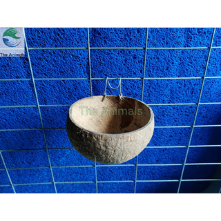 Gáo dừa đựng thức ăn nước uống cho gà đá, chim trĩ (gáo thường)