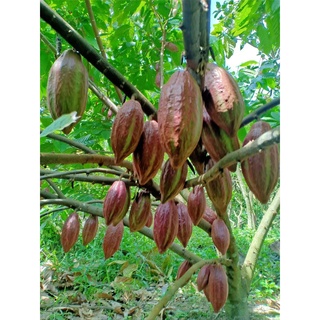 Giống cây cacao cho trái sớm giống chuẩn