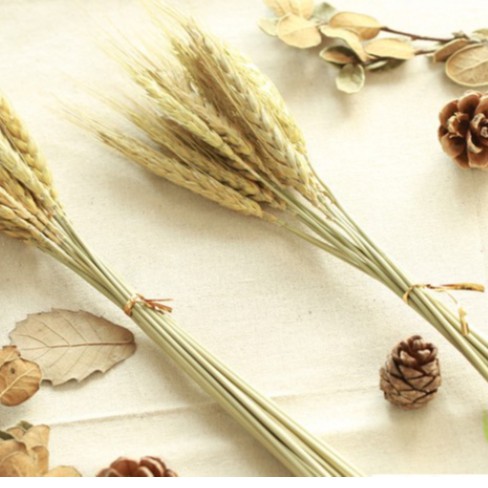 Bông lúa mạch / rơm vàng phụ kiện trang trí chụp ảnh, cành lúa mạch hoa khô cắm bình, lọ decor