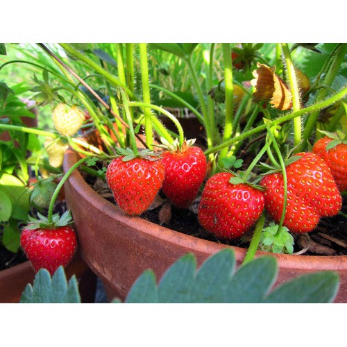 552 Hạt - Hạt Giống Dâu Tây Đỏ - Strawberry (Fragaria)