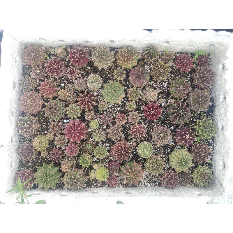 Đất mix chuyên trồng xương rồng, sứ thái, củ mọng nước..v.v