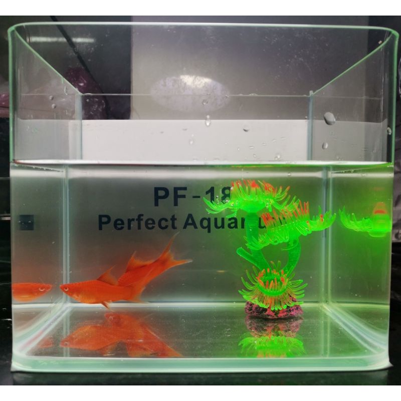 Hồ kính đúc bo cong nuôi cá cảnh - Song kiếm  - Nga Guppy