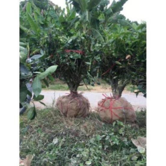 Cây chè xanh thái nguyên trên 20 năm